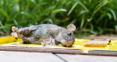 Vets welcome glue trap ban